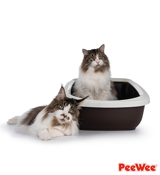 deux chats, dans et à côté du grand bac à litière ouvert PeeWee modèle EcoGranda