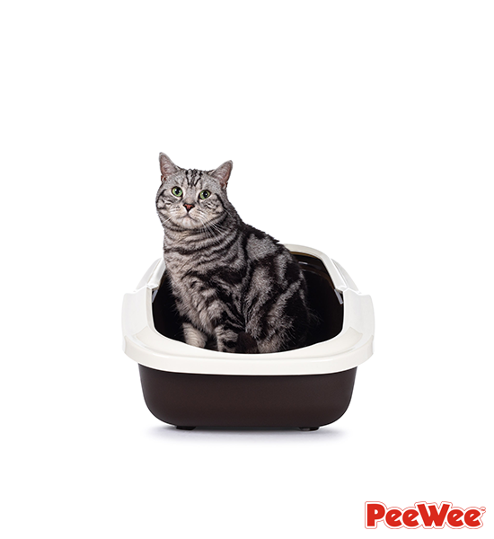 Chat assis dans la petite litière ouverte PeeWee modèle EcoMinor